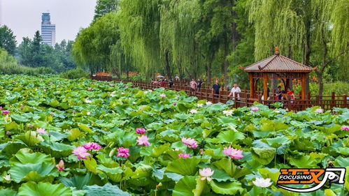 美在當(dāng) 夏 荊州市明月公園滿池荷花悄綻放
