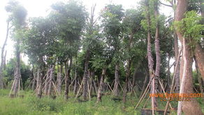 東莞園林公司綠化施工工程,東莞園林公司綠化施工工程生產(chǎn)廠家,東莞園林公司綠化施工工程價格