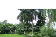 供應(yīng)蘇州高新區(qū)草坪綠化維護(hù)/綠化工程